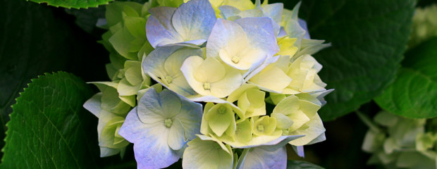 Hydrangeas